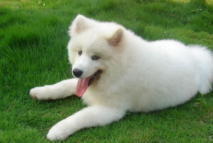 比较温顺善良的狗狗品种有哪些,温顺好养的狗狗中大型犬