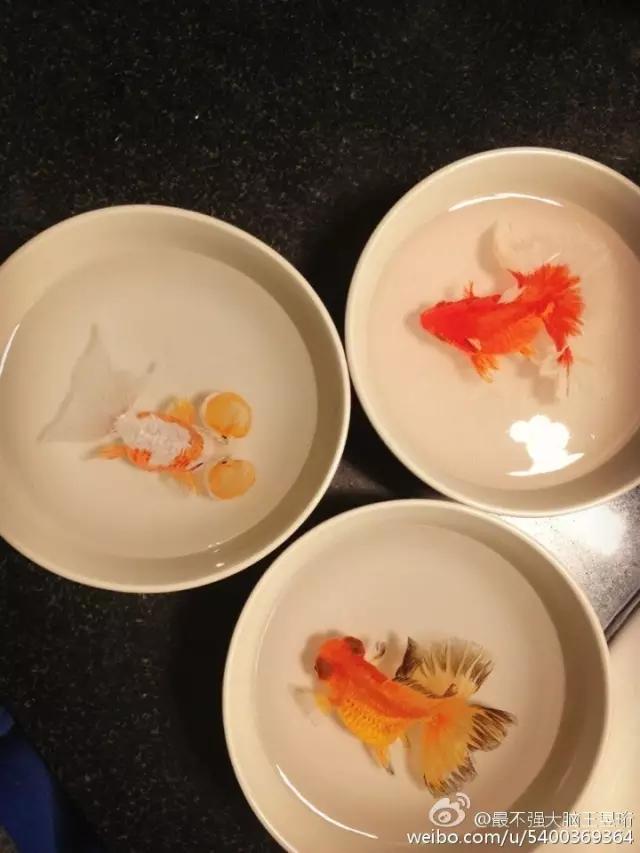 王昱珩上学经历,清华毕业的王昱珩