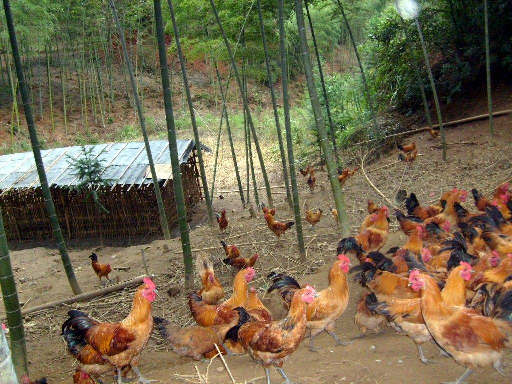 蛋鸡标准化安全生产关键技术,蛋鸡养殖安全管理制度