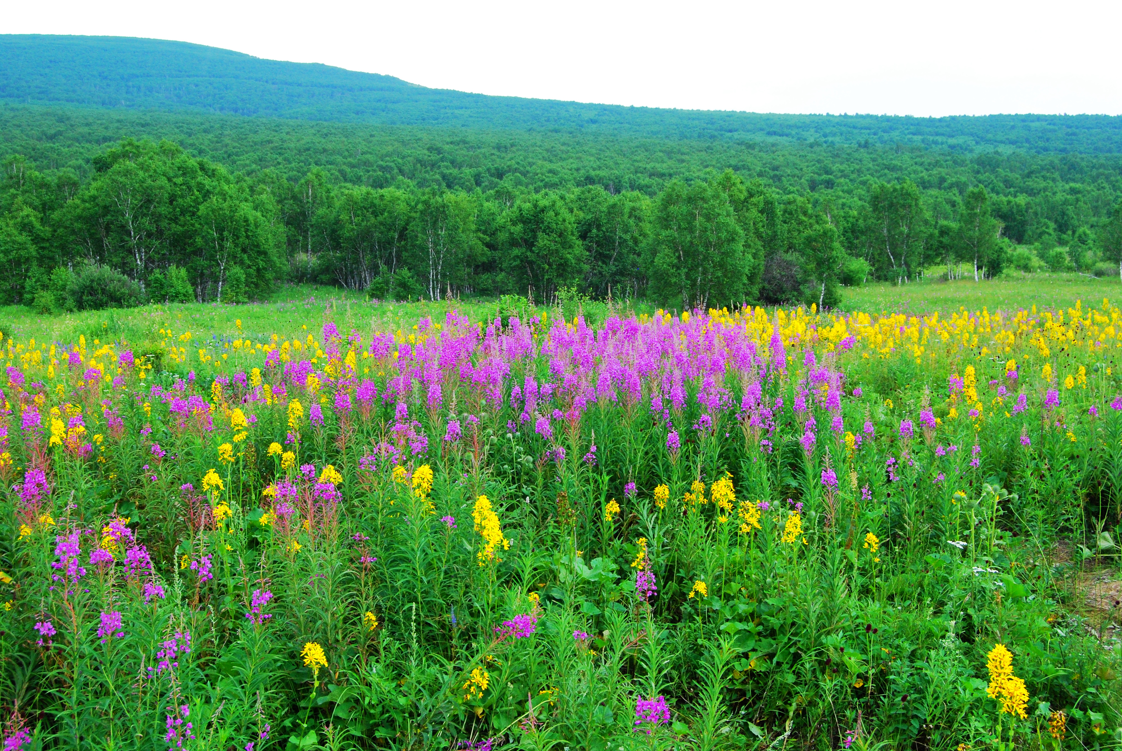 一辆车，从东乌旗沿中蒙边境公路到阿尔山，漫长边关寻迹历史遗存