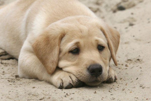 狗狗身上长红点会自己好吗,狗狗身上长红点并且抓痒怎么办