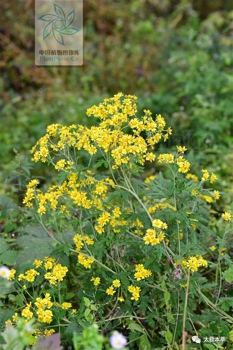野菊花对咽喉肿痛有用吗,野菊花有清肝明目吗