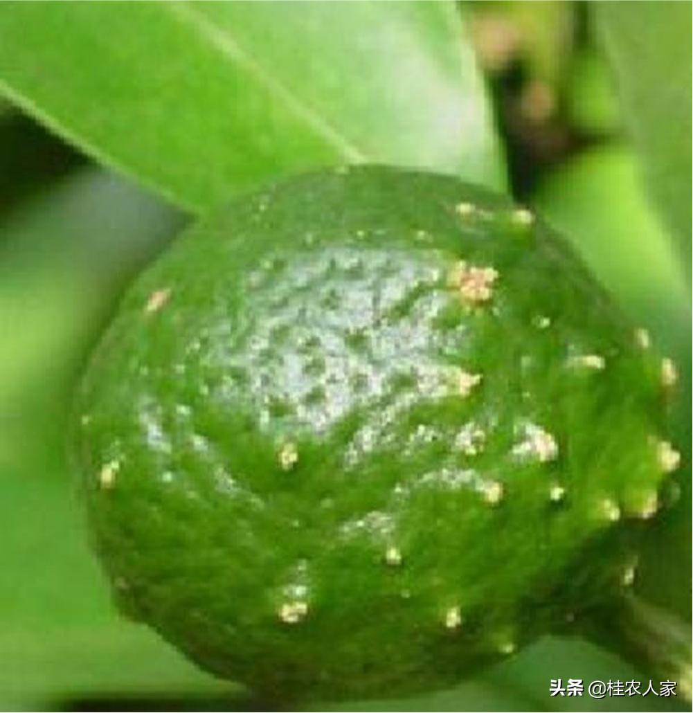 这个病害如果预防不到位，会对今年柑橘的产量和品质带来很大影响