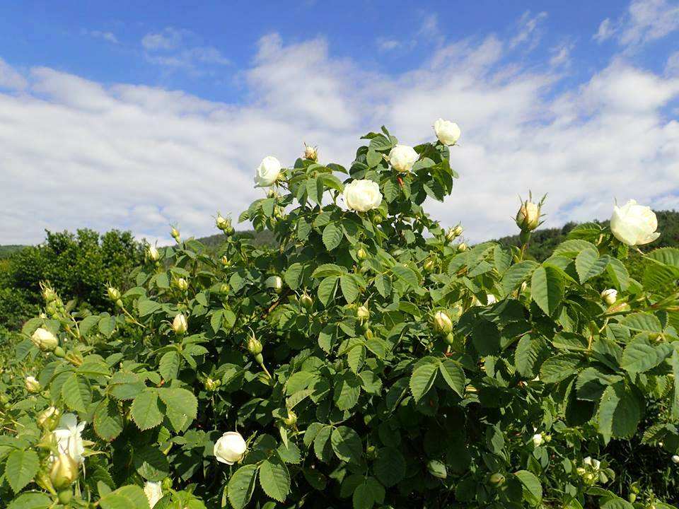 最新款爽肤水保湿补水排行榜10强,提亮式补水爽肤水