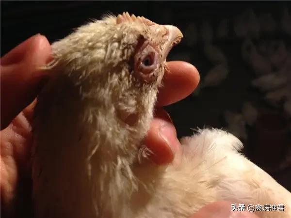 蛋鸡肿头肿脸是什么病,鸡肿头肿脸的原因及治疗方法