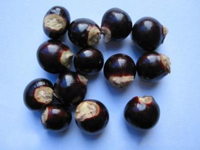 吃完龙眼种子不要扔,吃完的桂圆籽别扔了