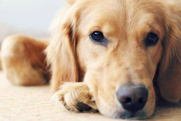 狗狗哼唧叫唤什么意思,狗狗哼唧意思