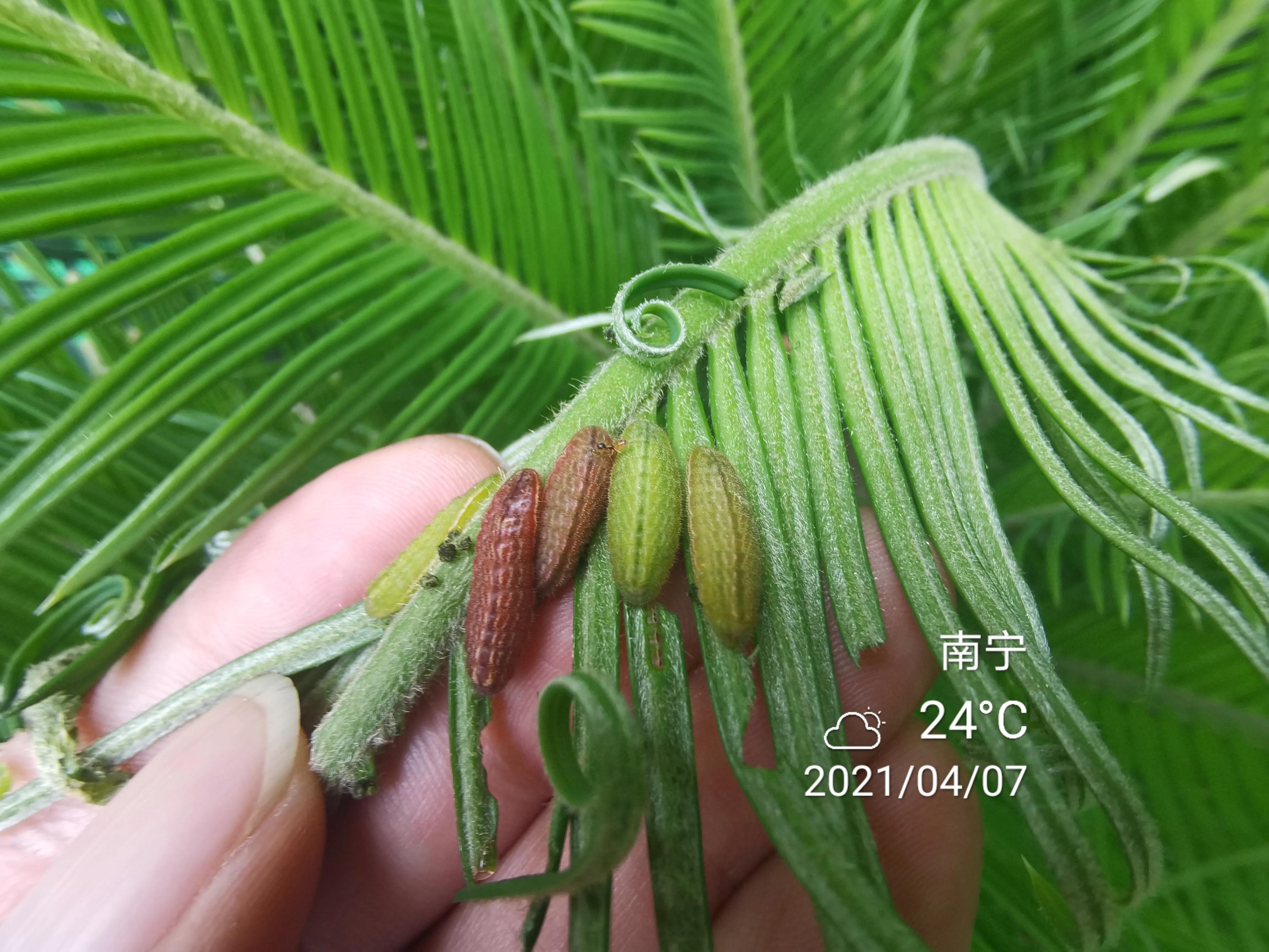 苏铁小灰蝶生物防治,苏铁小灰蝶防治用什么药