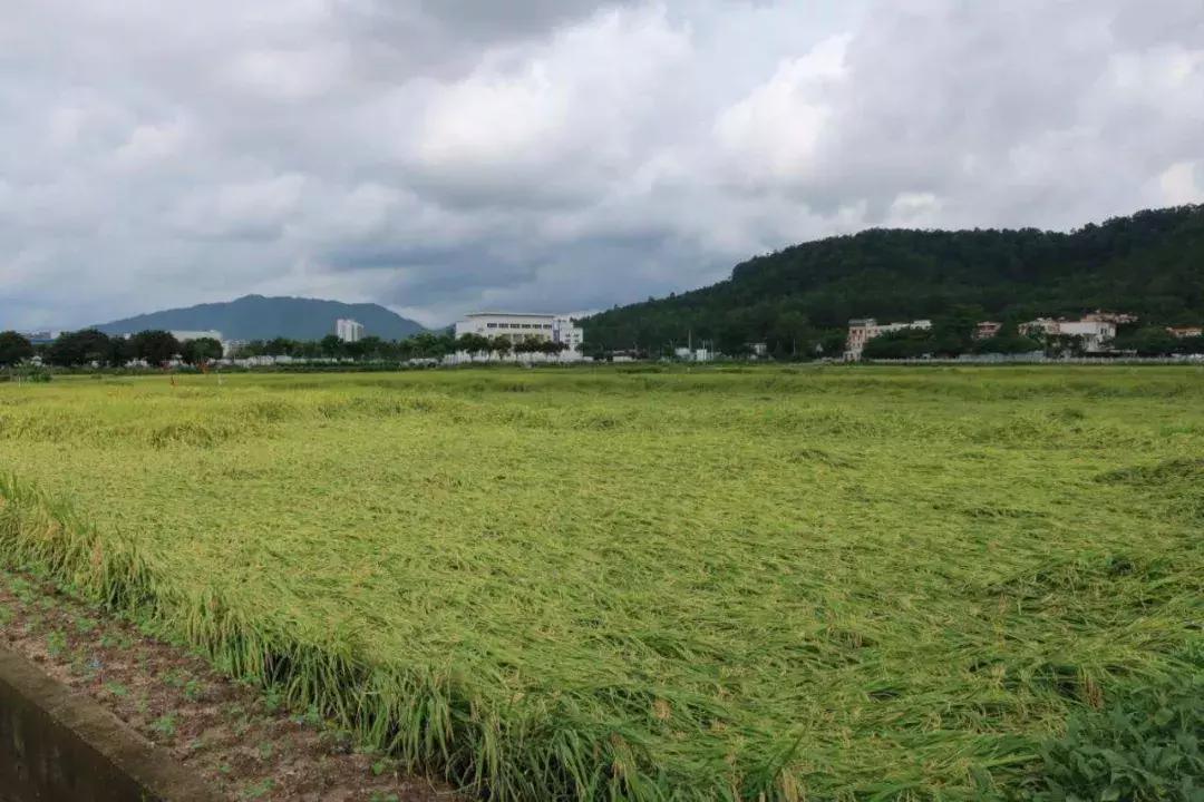 水稻倒伏用什么补救,水稻倒伏了怎么办