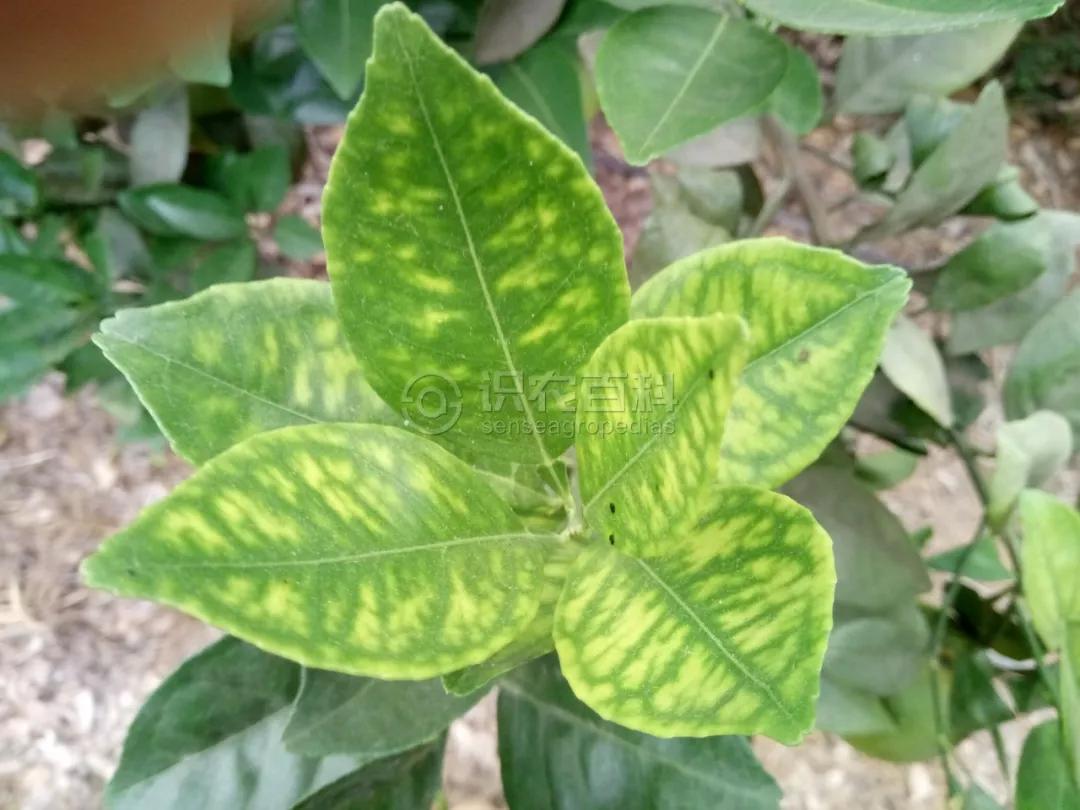 柑橘12月有什么病害虫害,柑橘全年病害虫害最新防治方法