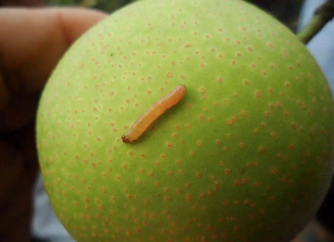 防治梨小食心虫关键节点是几月份,梨小食心虫介绍及防治