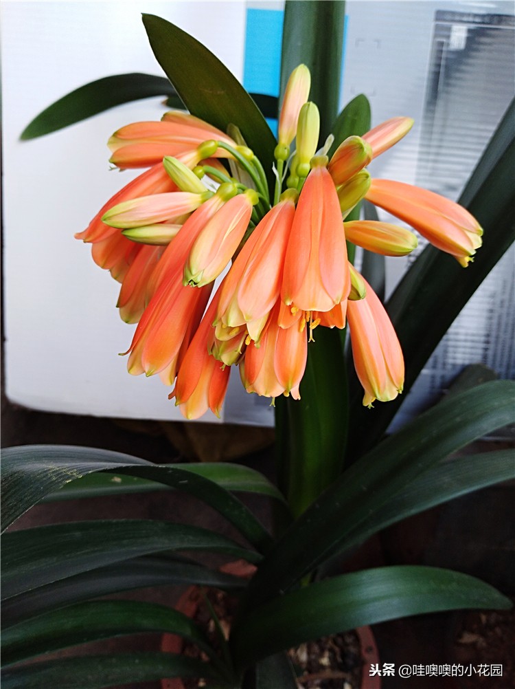 君子兰怎样浇水才能不烂根,养君子兰注意3点叶片肥厚不黄叶