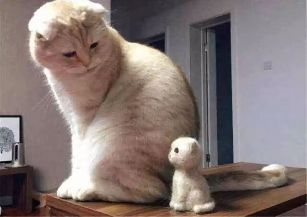 铲屎官猫咪的烦恼,铲屎官心疼狗狗