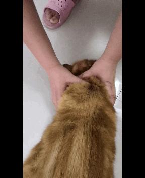 万字长文,分享自己养猫的真实经验,只愿每一只毛孩都能获得善待