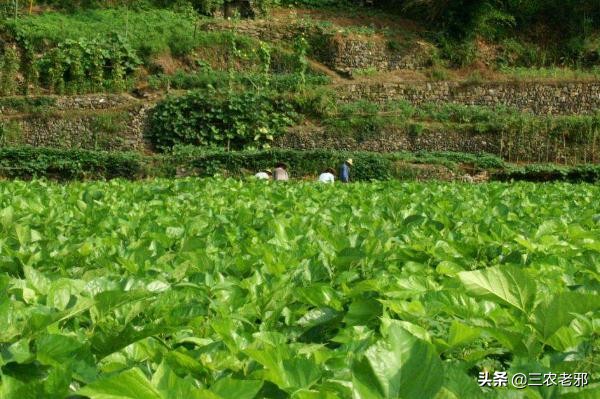 家蚕脓病用什么药治疗有效果,蚕血液性脓病最佳治疗方法