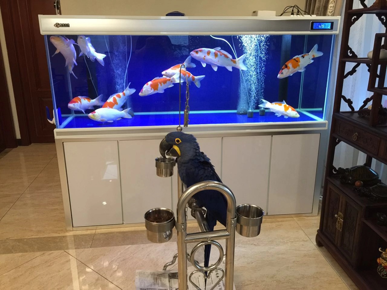 鱼缸养锦鲤鱼技术大全,缸养小锦鲤鱼的基本方法