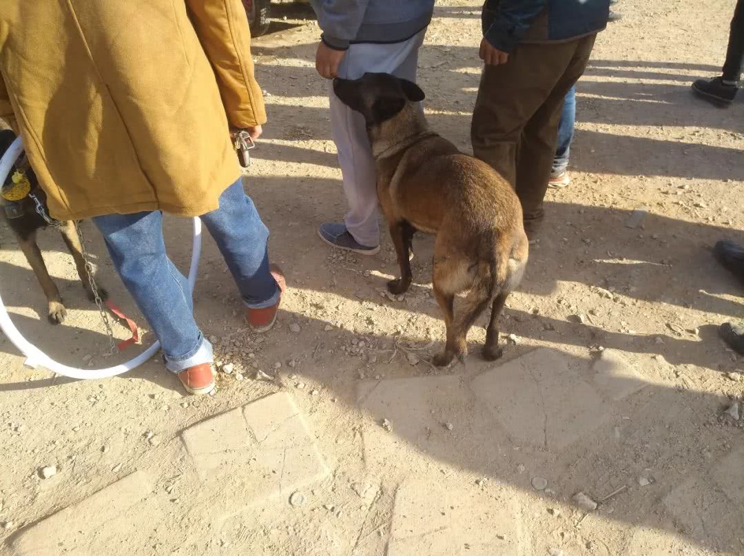 商贩给宠物狗多少钱,训练好的马犬幼犬多少钱