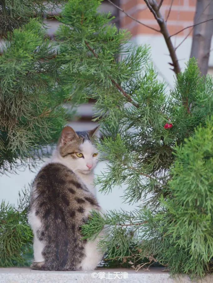 天津大学化工亚洲第一,天津大学化工专业在全国排名第几