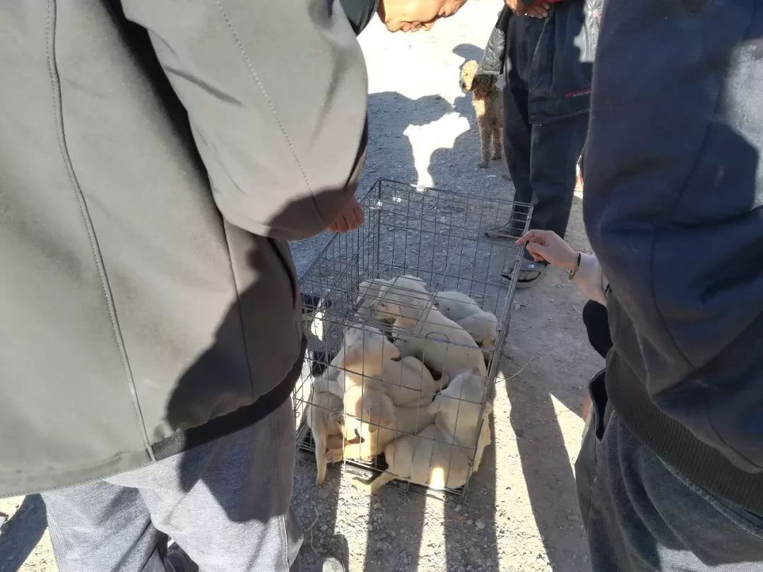 睢宁狗市拉布拉多幼犬多少钱一只,郑州狗市一只拉布拉多幼犬多少钱