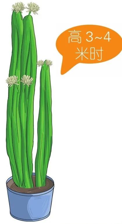 火龙果侧芽扦插繁殖方法,火龙果选取啥样的枝条扦插