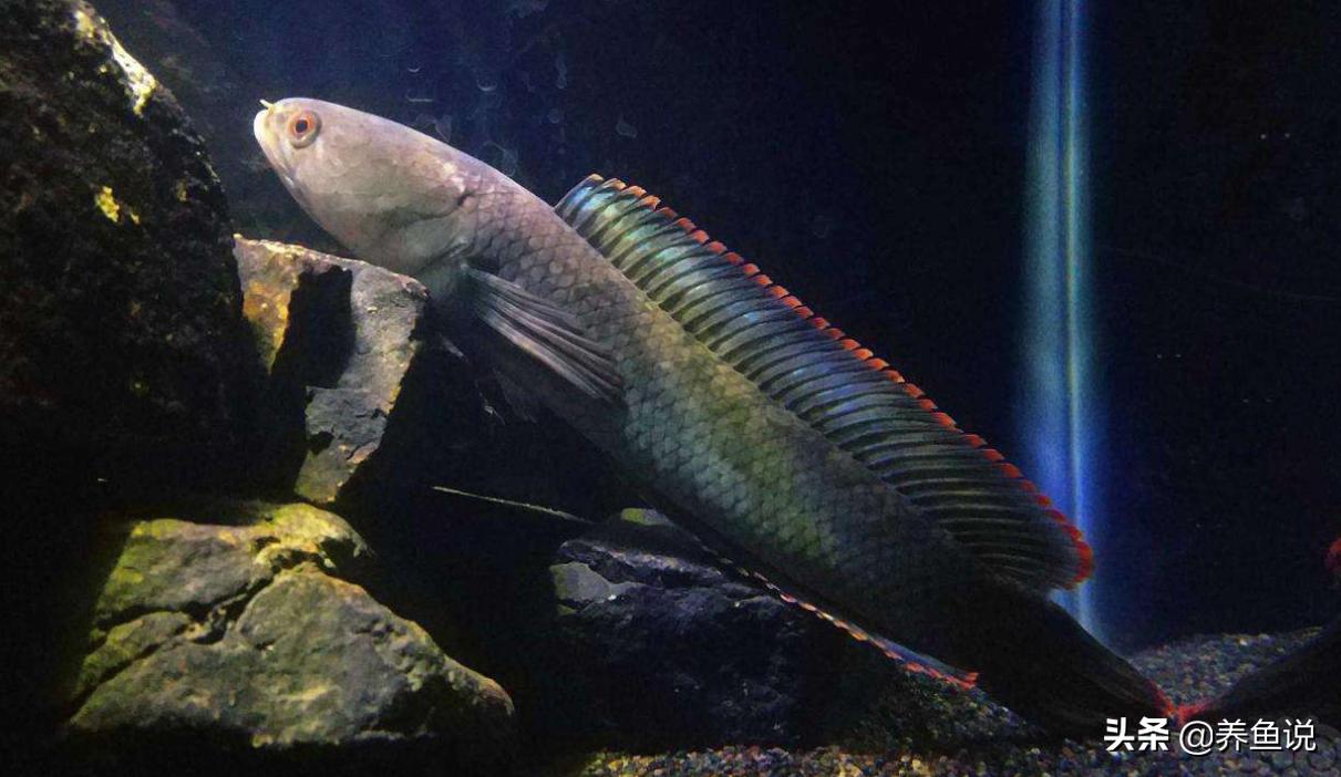 宠物鱼怕人怎么办,宠物鱼为什么会突然惊吓都躲起来