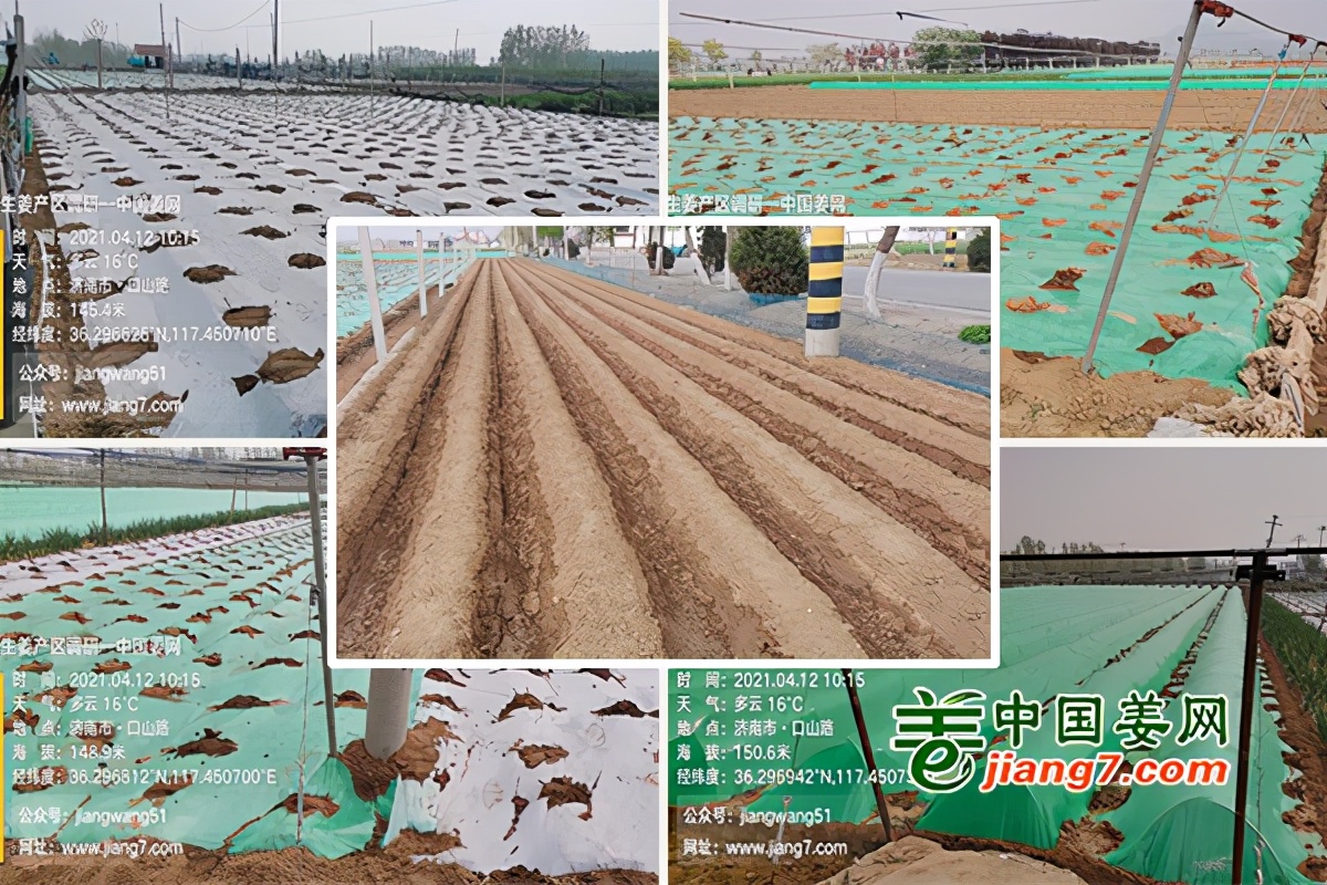 莱芜哪个地方生姜产量最大,莱芜生姜已拥有多少年的种植历史