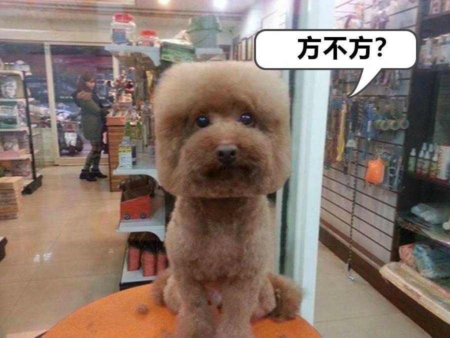 我的世界mc玩家们在池塘里养青蛙,我的世界养宠物模组推荐