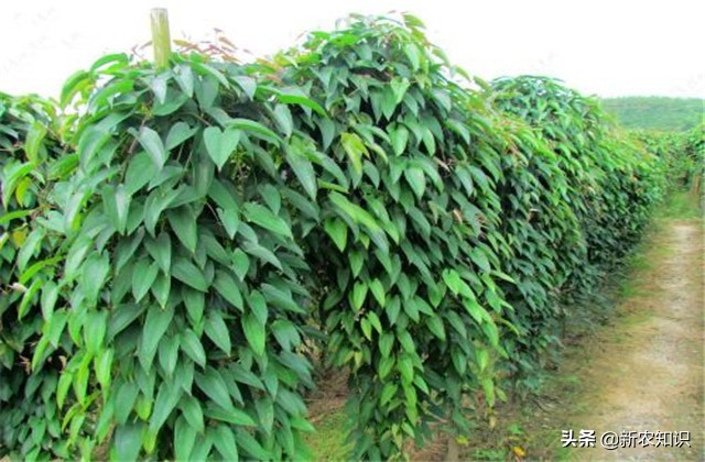 广西桂平最高产淮山种植方法,淮山怎样种植才高产
