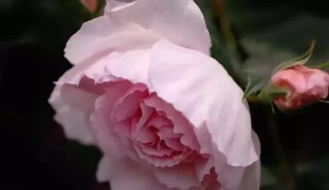 一万年一次的2020520；一起认识100种玫瑰~别送错啊