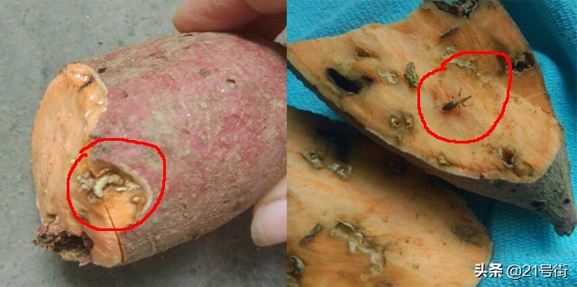 北海哪里有红薯种植基地,甘薯小象甲对人体有什么危害