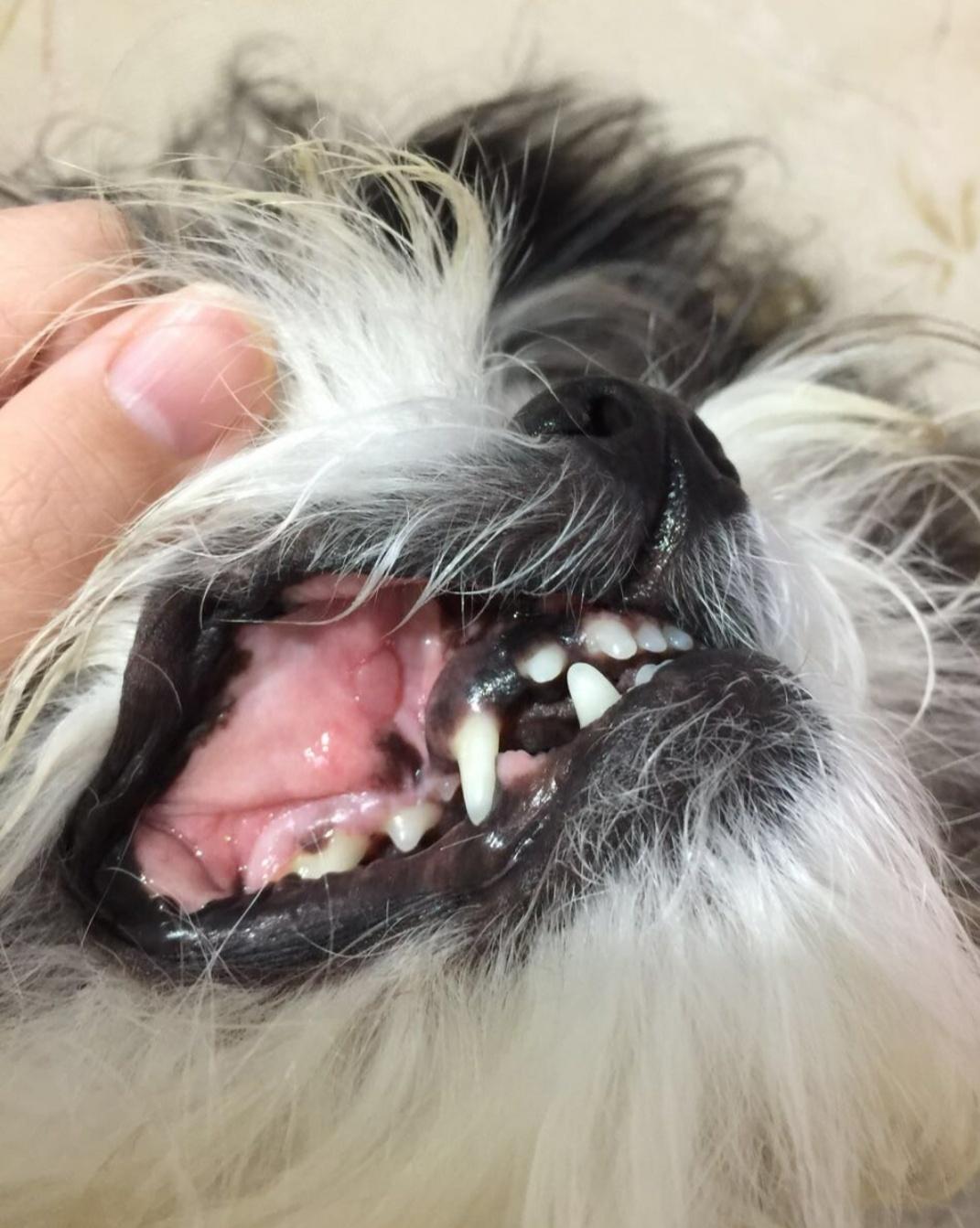 宠物口炎怎么治疗,宠物医院怎么治疗猫咪口炎