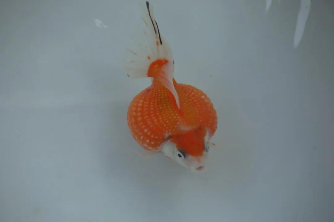 家里怎么样养金鱼才能活更久,怎么在家里养金鱼好看又好养