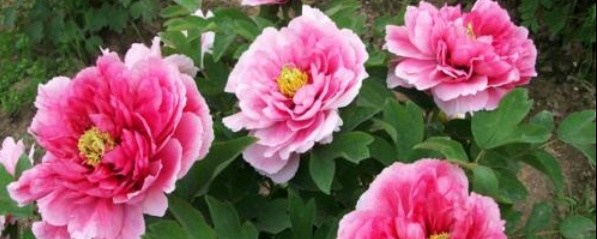 牡丹花最佳种植时间,牡丹花种子怎么种植