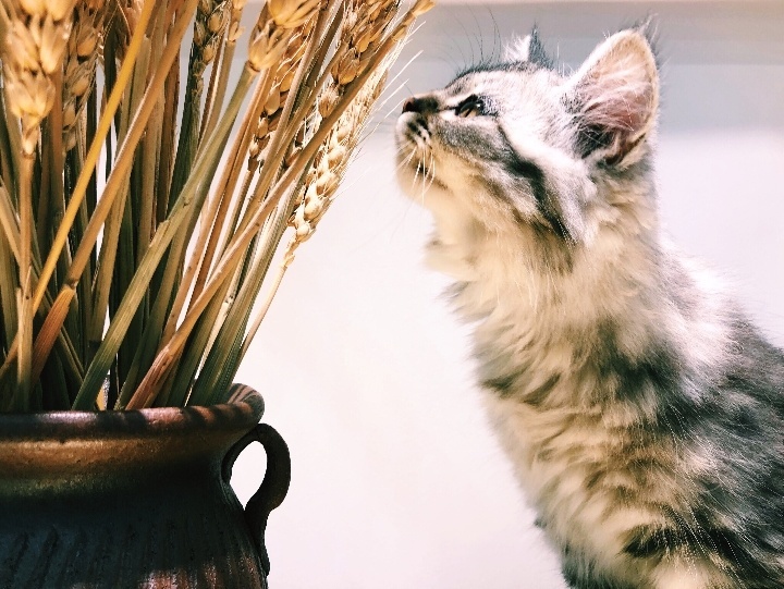 在米拍聚众吸猫吸狗是一种怎样的体验？