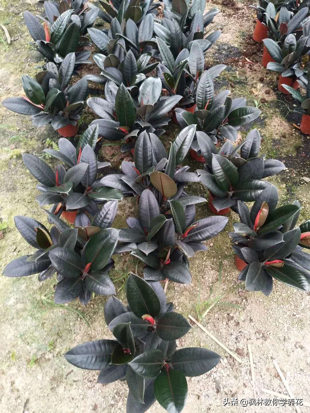 橡皮树养护的正确方法,橡皮树的养护方法和注意事项