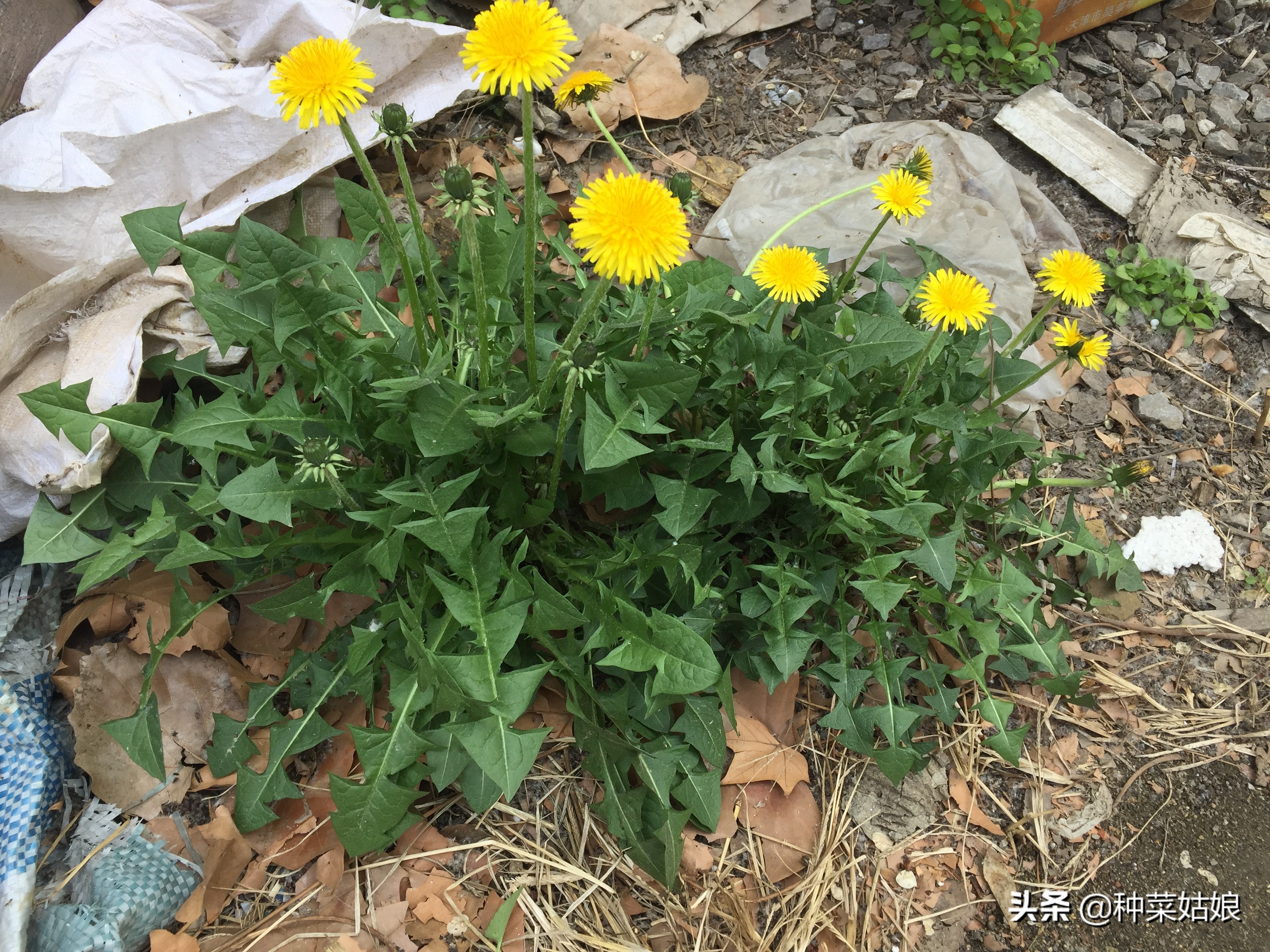 野生蒲公英种子播种方法全过程,蒲公英种子怎样播种怎样移栽