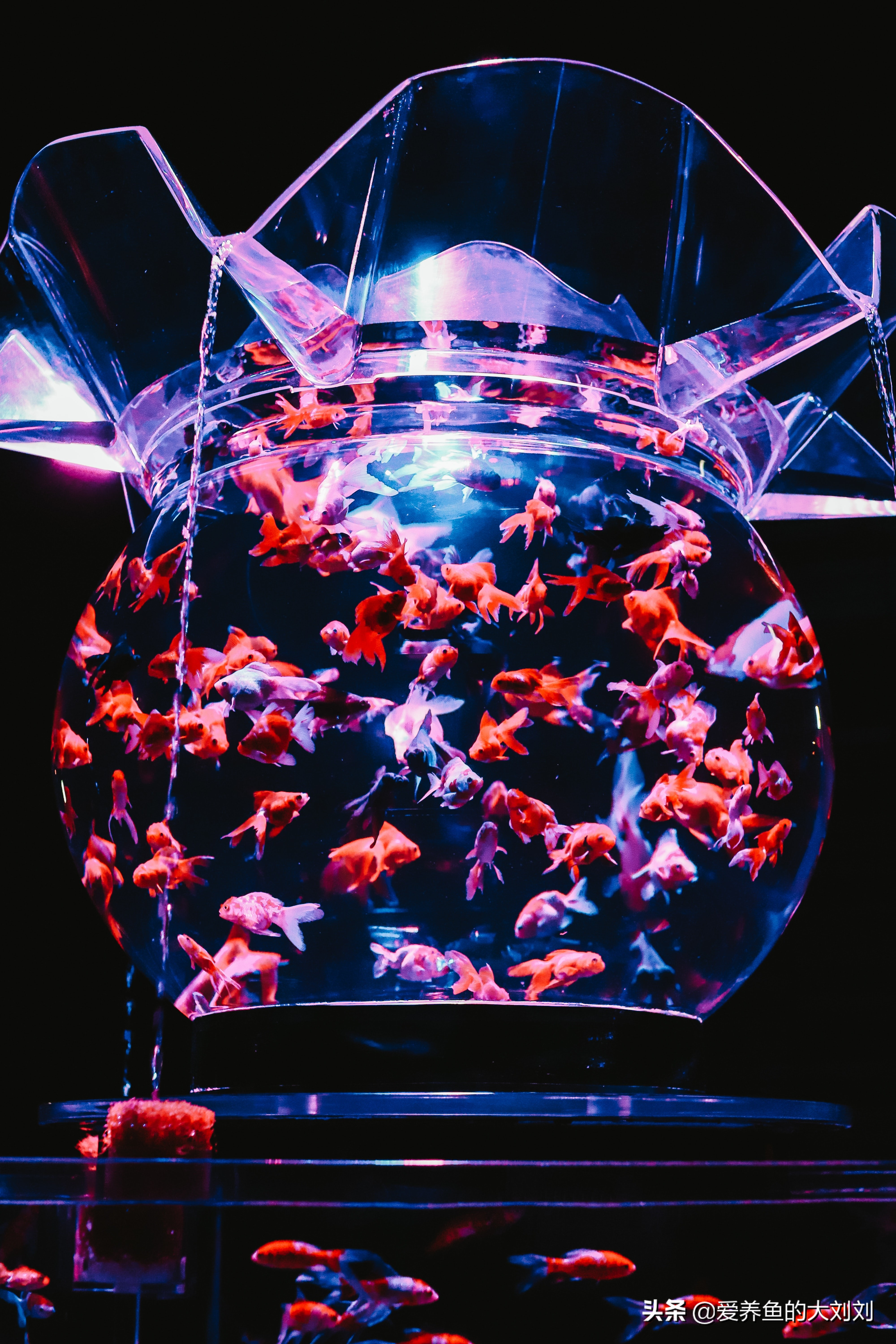 冬季金鱼吃什么饲料好养,金鱼都喂食什么饲料比较好