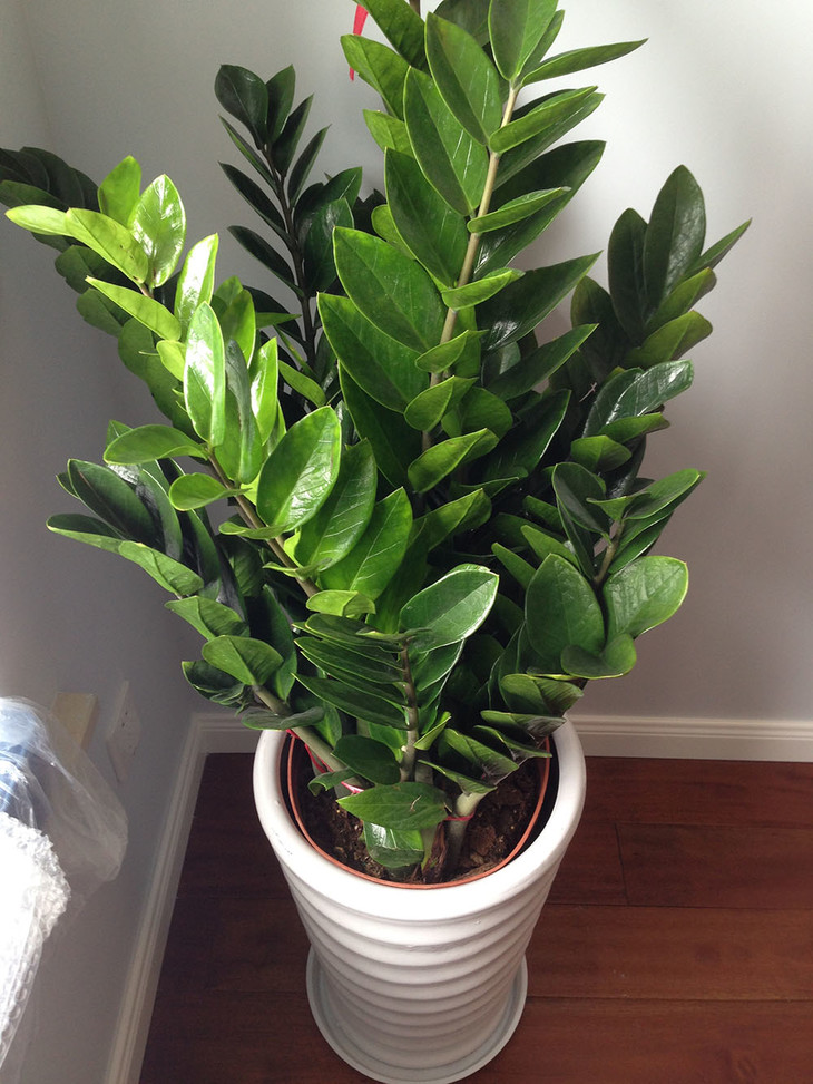 适合阳光暴晒的观叶绿植,适合室内养的高端观叶绿植