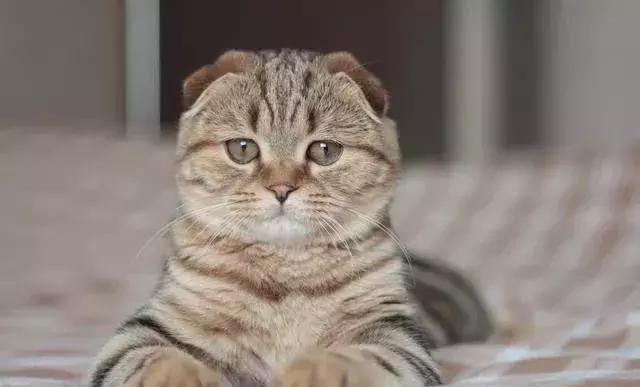 打算养只猫需要准备什么,准备养只狗狗要花多少钱