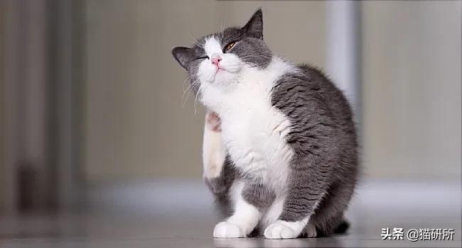 想要猫咪毛发顺亮吃什么,想要猫咪干净