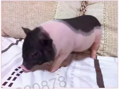 宠物猪被坑了,宠物猪养不大被坑