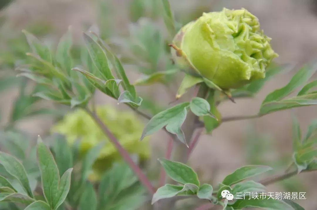三门峡牡丹苑景区,三门峡牡丹苑的视频