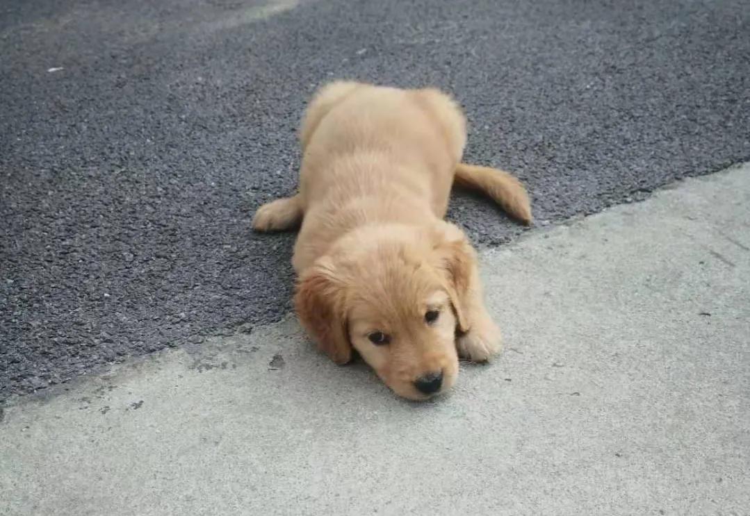 小金毛第一天进家,小金毛刚到新家浑身打颤