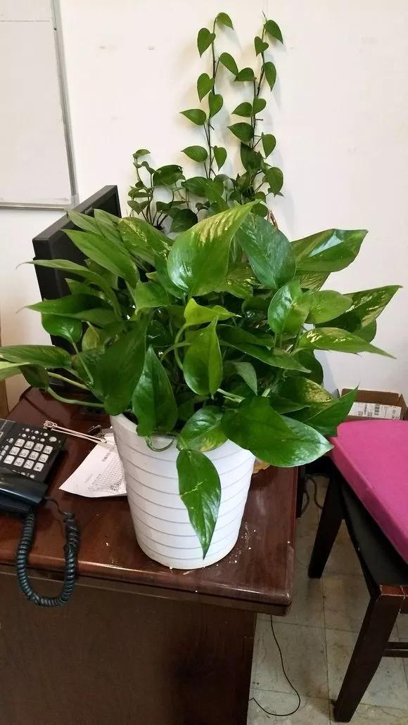 绿萝黄叶的原因及解决方法,绿萝黄叶的原因和解决方法