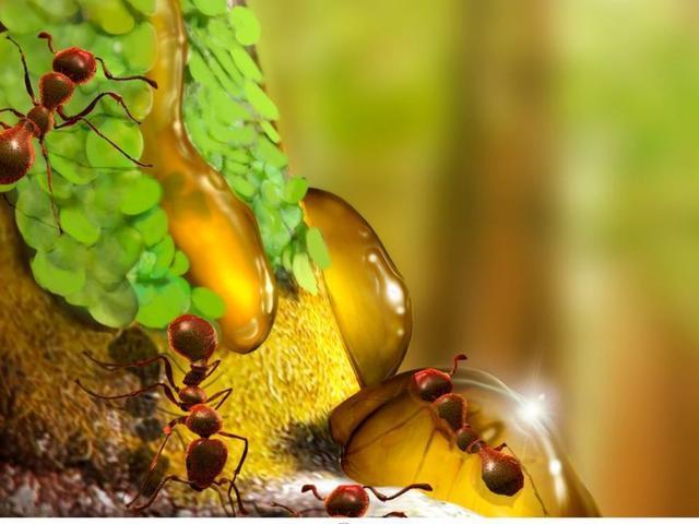 科学家发现巨型精子,人类发现精子