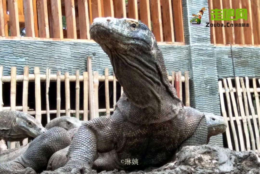 女教师3年游20国,六十岁的女人一个人穷游中国