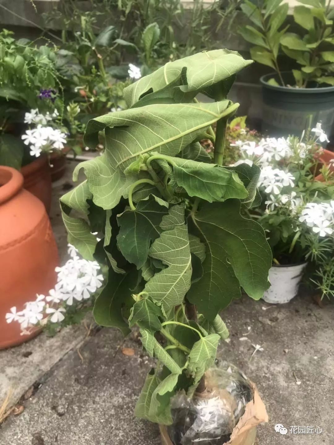 想自己种一棵树,想种自己的树