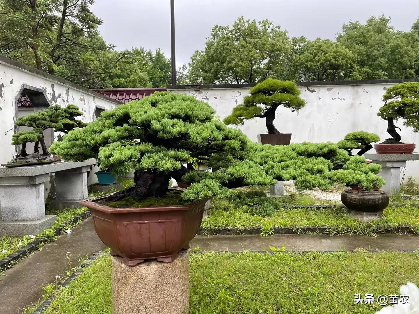 精品小黑松盆景 (黑松盆景制作视频)