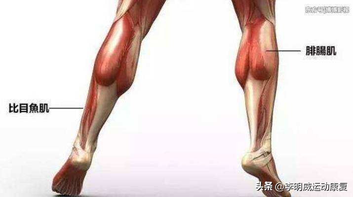 怎样瘦小腿训练,瘦小腿内侧腓肠肌练习