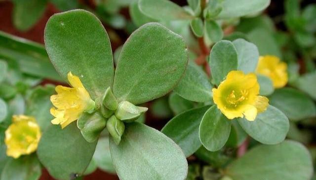 养鸡场鸡瘟用什么中草药好视频,防鸡瘟最好的中药